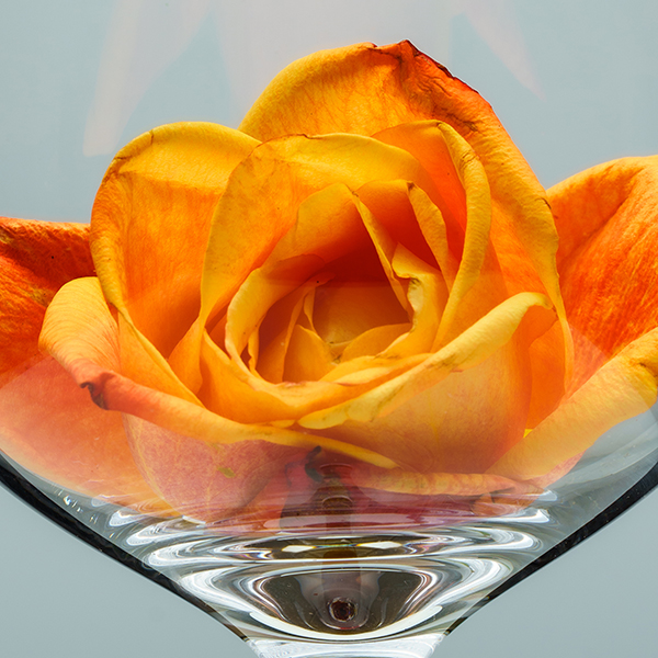 Rose in a Glass